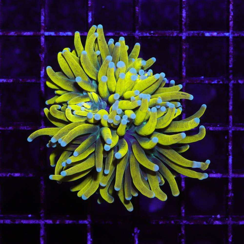 Banana Torch Euphyllia glabrescens im Meerwasseraquarium