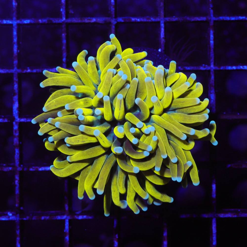 Goldene Euphyllia glabrescens (Torchkoralle) im Meerwasseraquarium