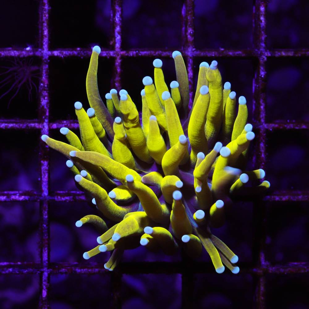 Goldene Euphyllia glabrescens (Torchkoralle) im Meerwasseraquarium
