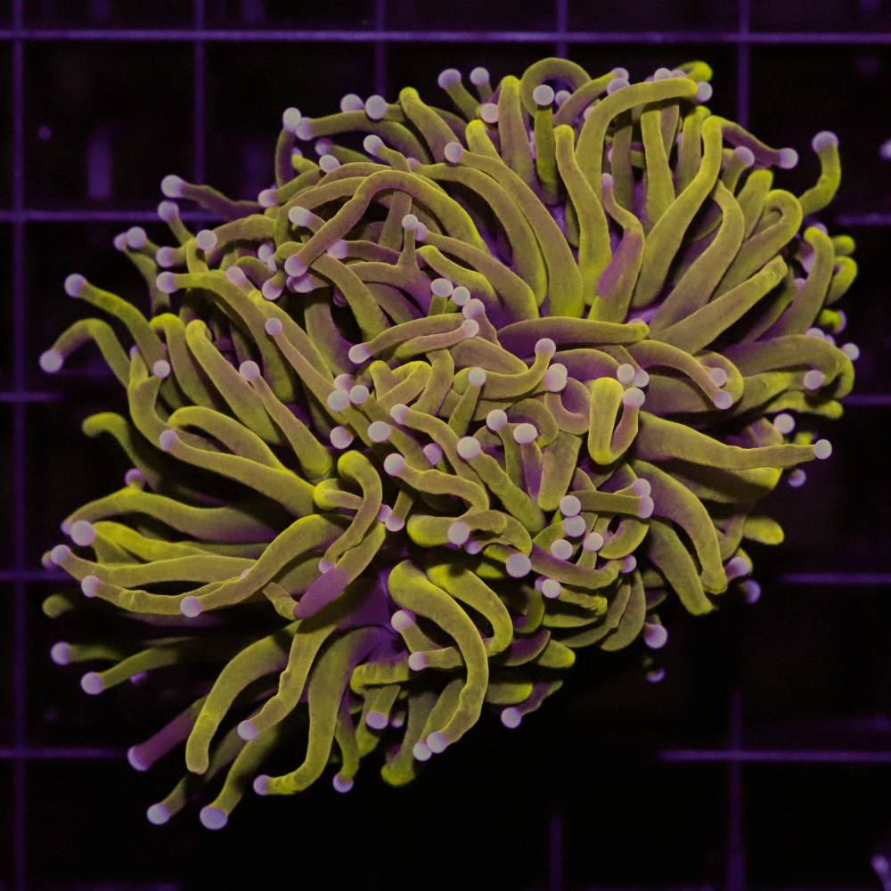 Euphyllia glabrescens (Torchkoralle) im Meerwasseraquarium