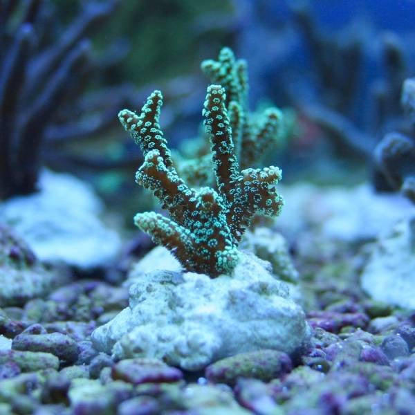 Korallenableger auf Ablegerstein im Meerwasseraquarium