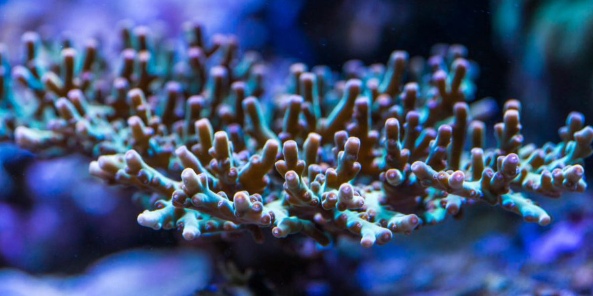 Korallenriff in einem Meerwasseraquarium