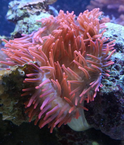 Kupferanemone im Meerwasseraquarium