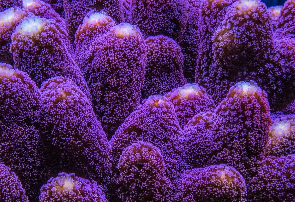 Technik für Meerwasseraquarien mit Abschäumer, Rückförderpumpe und LED-Beleuchtung.