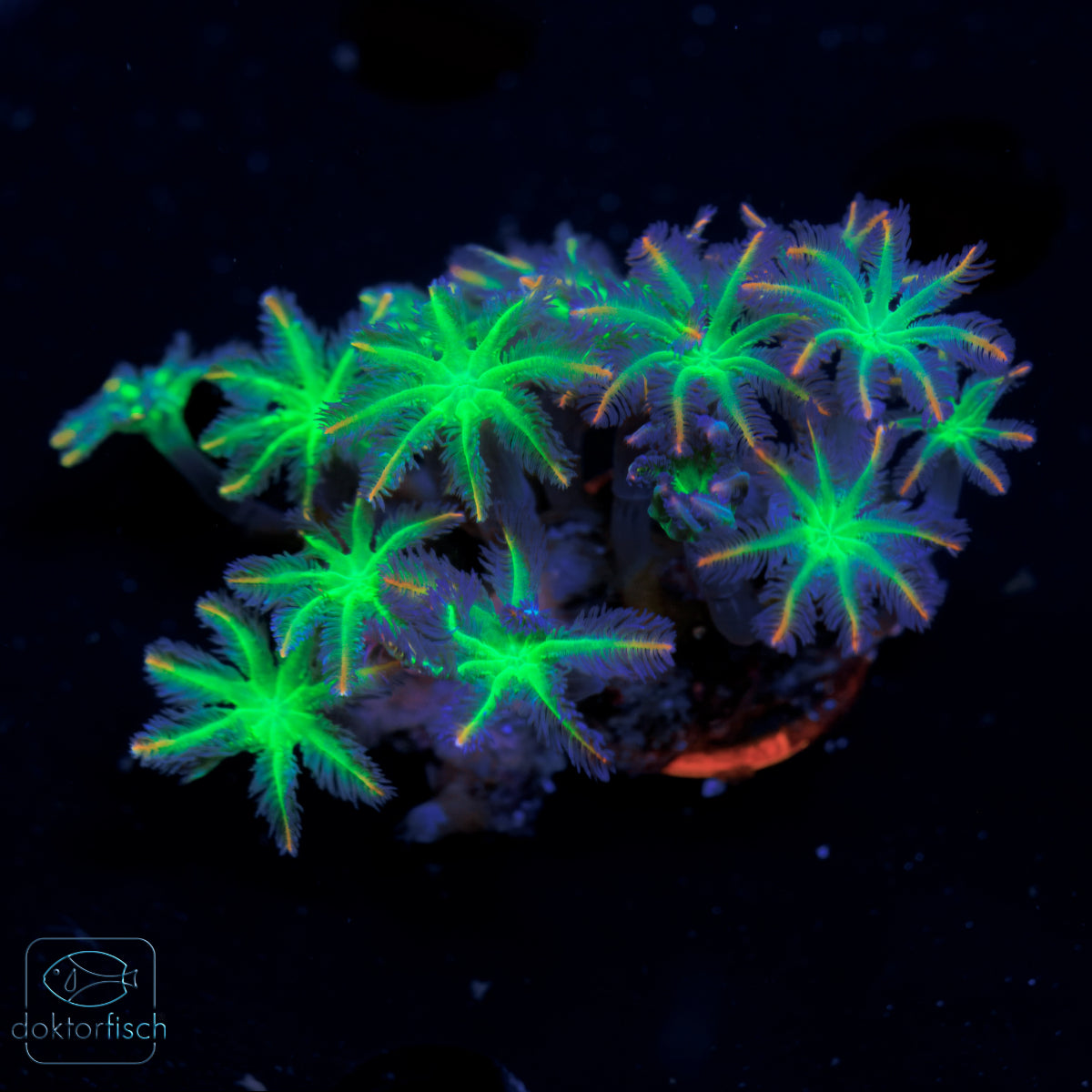WYSIWYG Clavularia tricolor
