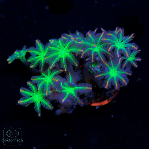WYSIWYG Clavularia tricolor
