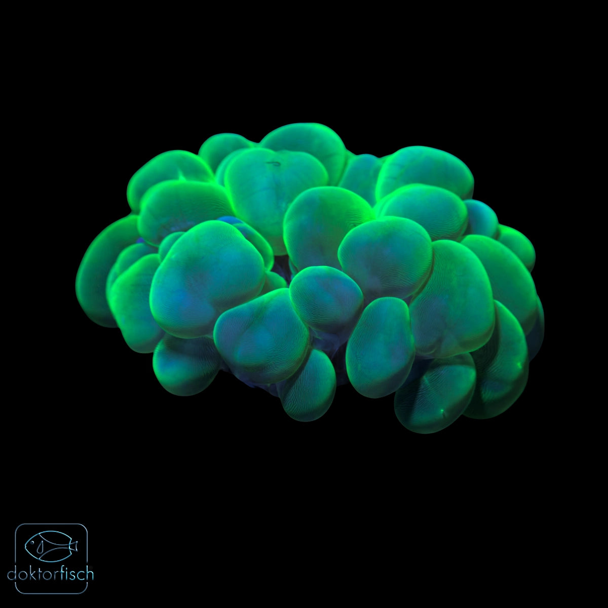 WYSIWYG Plerogyra sinuosa