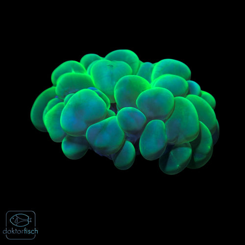 WYSIWYG Plerogyra sinuosa