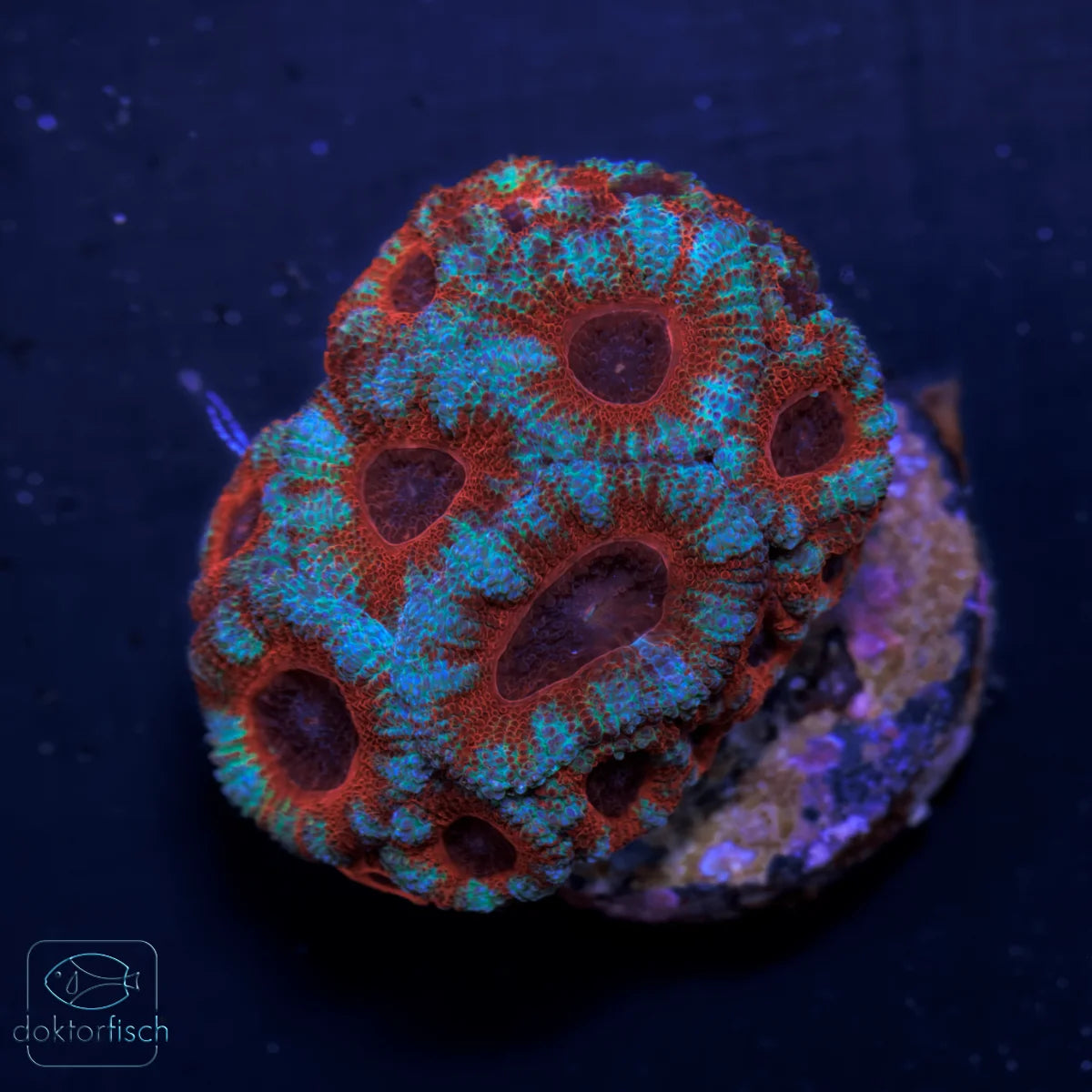 WYSIWYG Acanthastrea lordhowensis