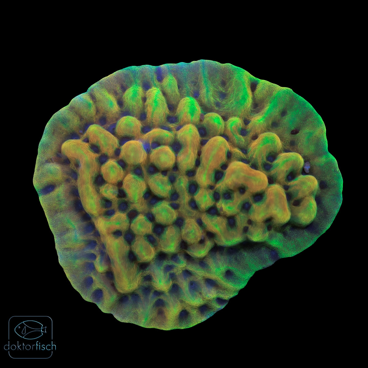 WYSIWYG Montipora „Kung Pao“
