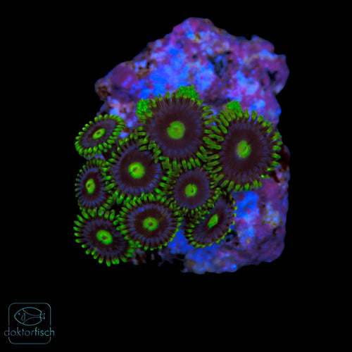 WYSIWYG Zoanthus „Blueberry Pie“ 9 Polypen