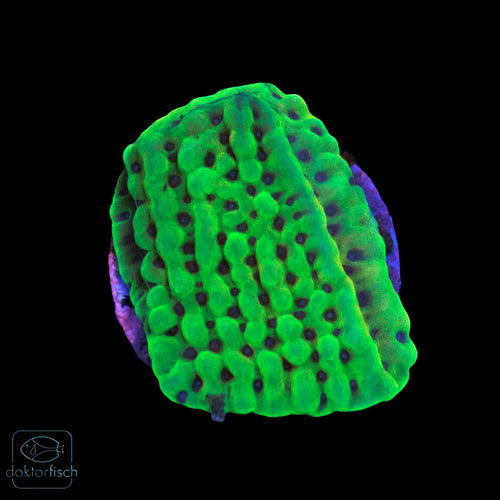 WYSIWYG Montipora „Kung Pao“