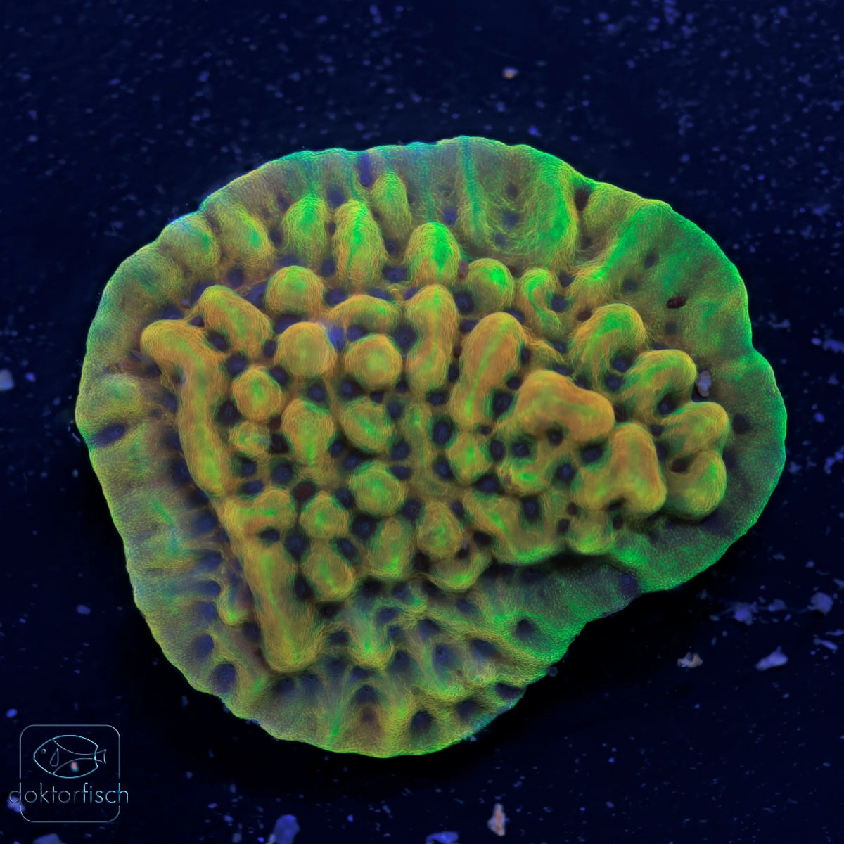 WYSIWYG Montipora „Kung Pao“