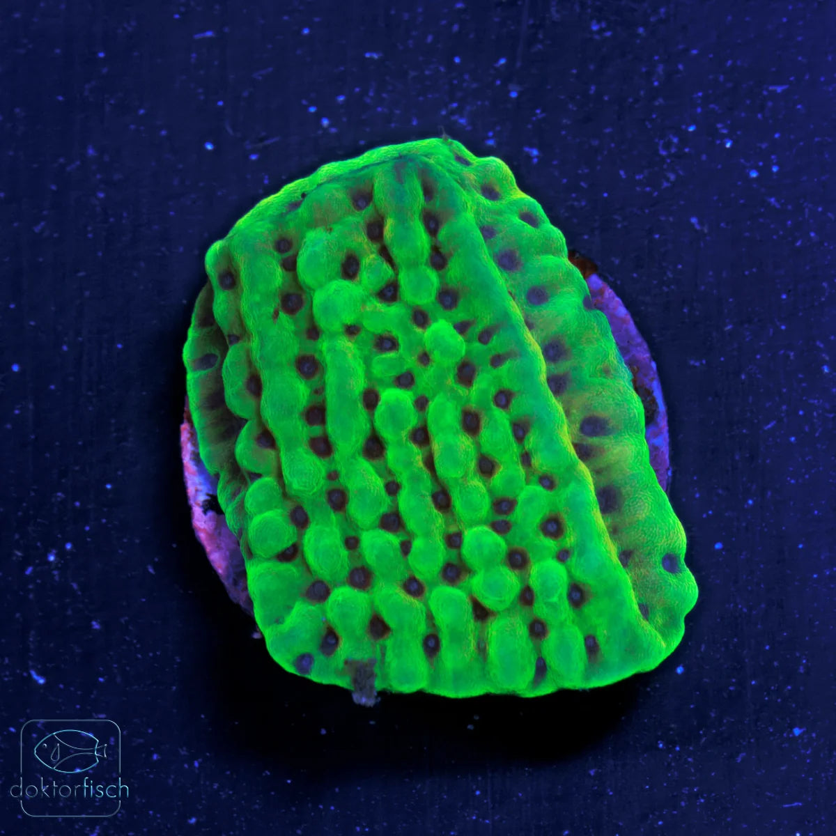 WYSIWYG Montipora „Kung Pao“