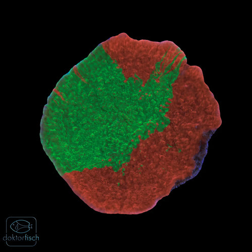 WYSIWYG Montipora foliosa „Grafted“