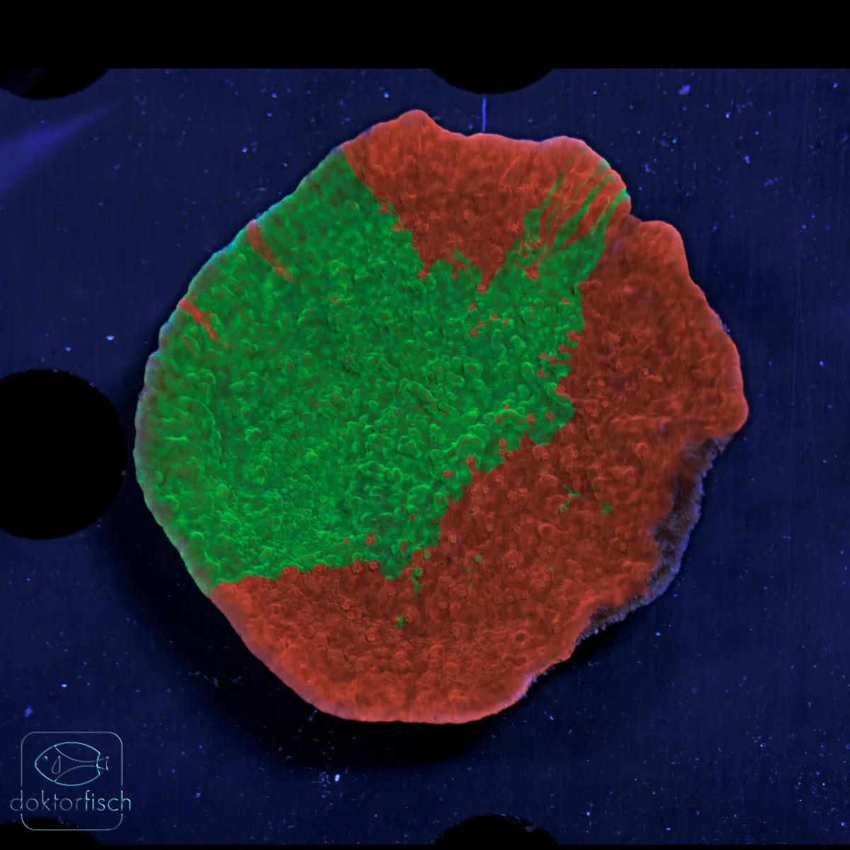 WYSIWYG Montipora foliosa „Grafted“