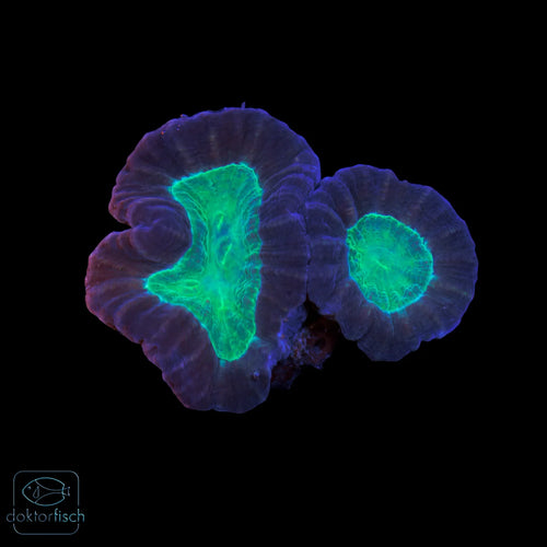 WYSIWYG Caulastrea furcata „Bicolor“