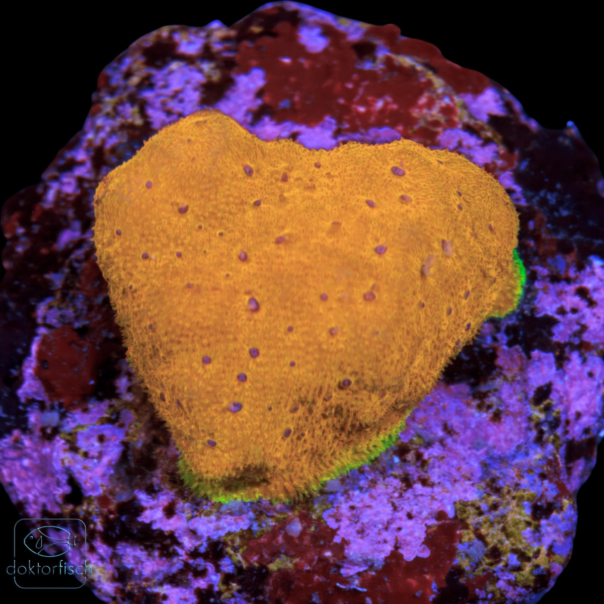 WYSIWYG Echinophyllia Orange