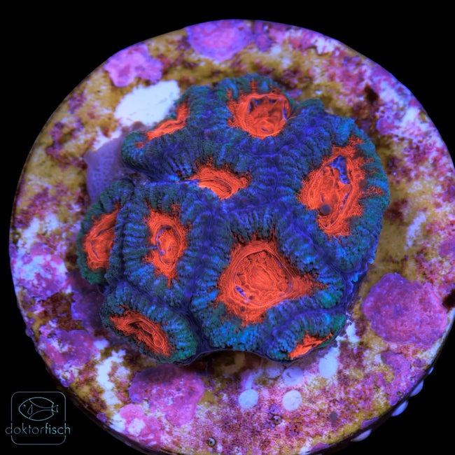 WYSIWYG Acanthastrea lordhowensis