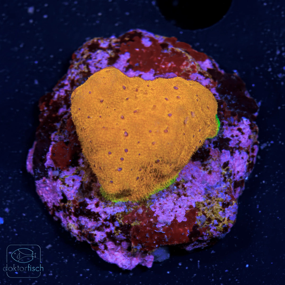 WYSIWYG Echinophyllia Orange