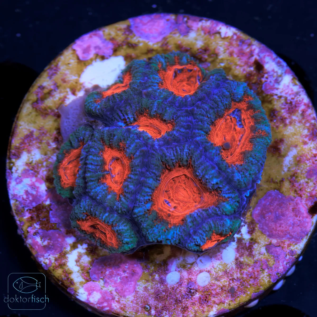 WYSIWYG Acanthastrea lordhowensis