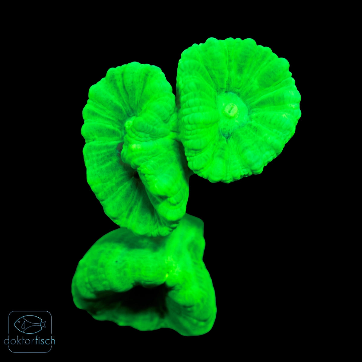 WYSIWYG Caulastrea furcata Green