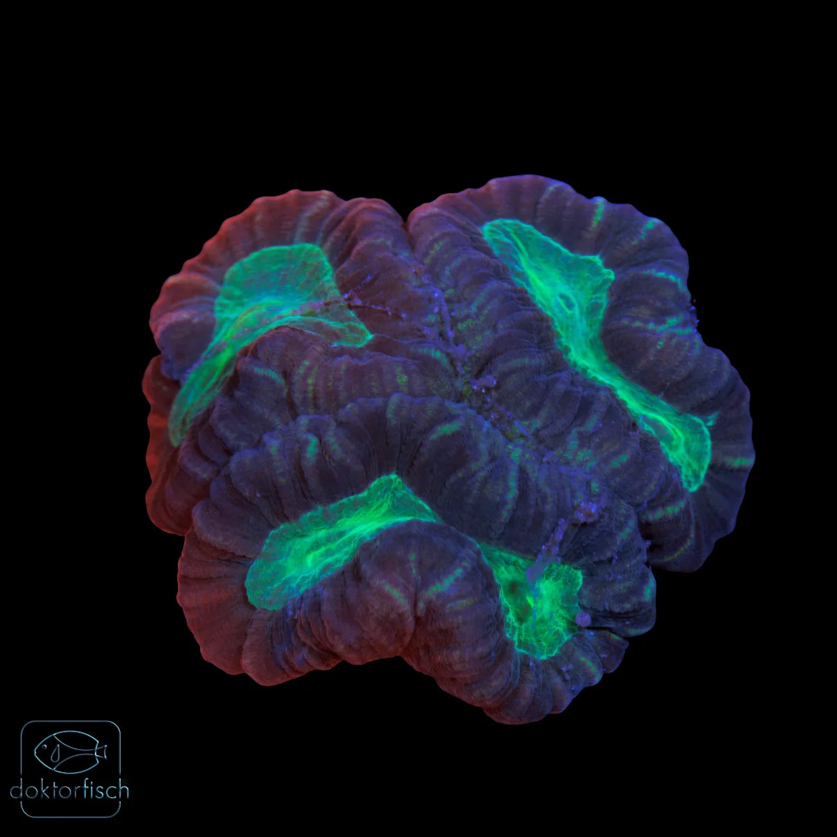 WYSIWYG Caulastrea furcata „Bicolor“