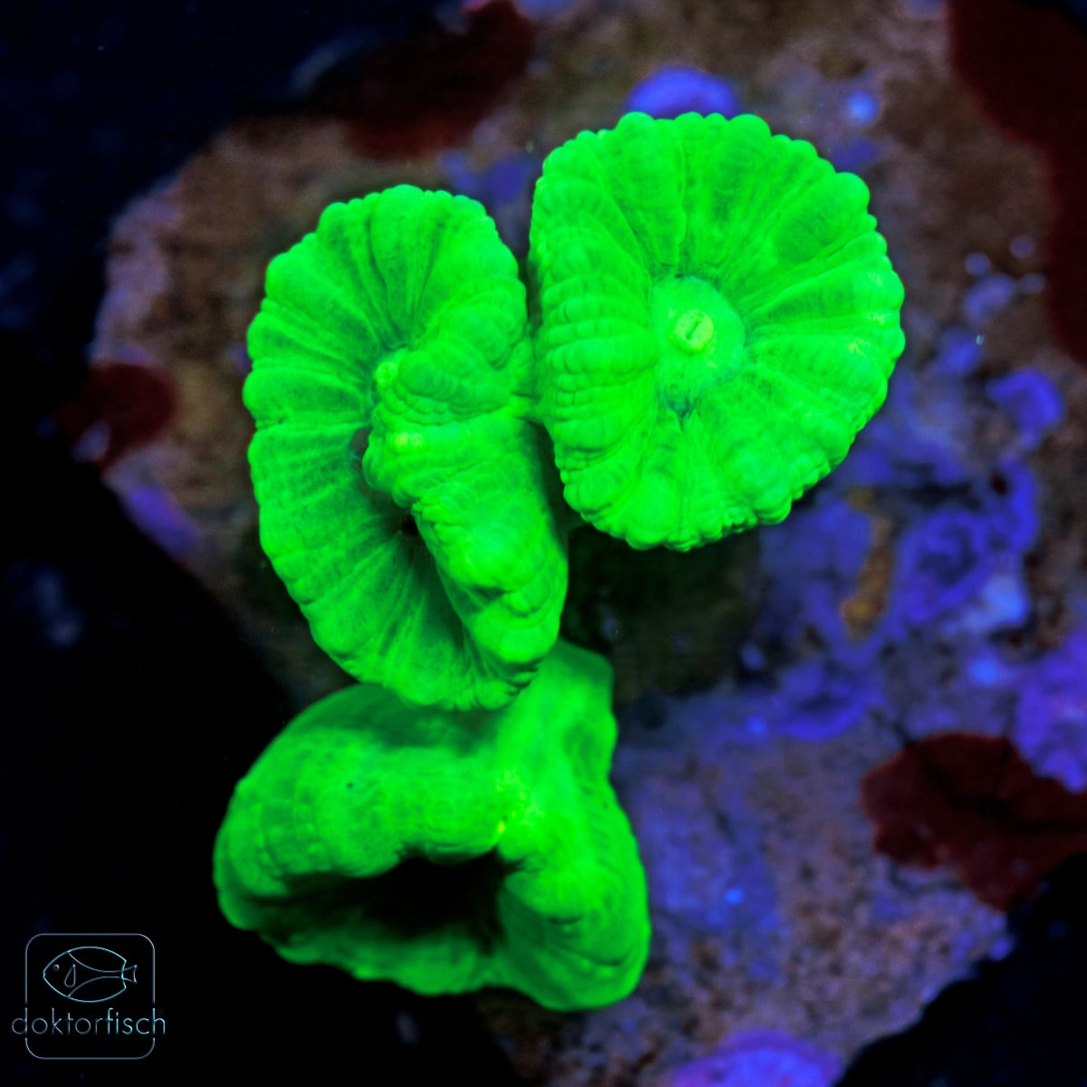 WYSIWYG Caulastrea furcata Green