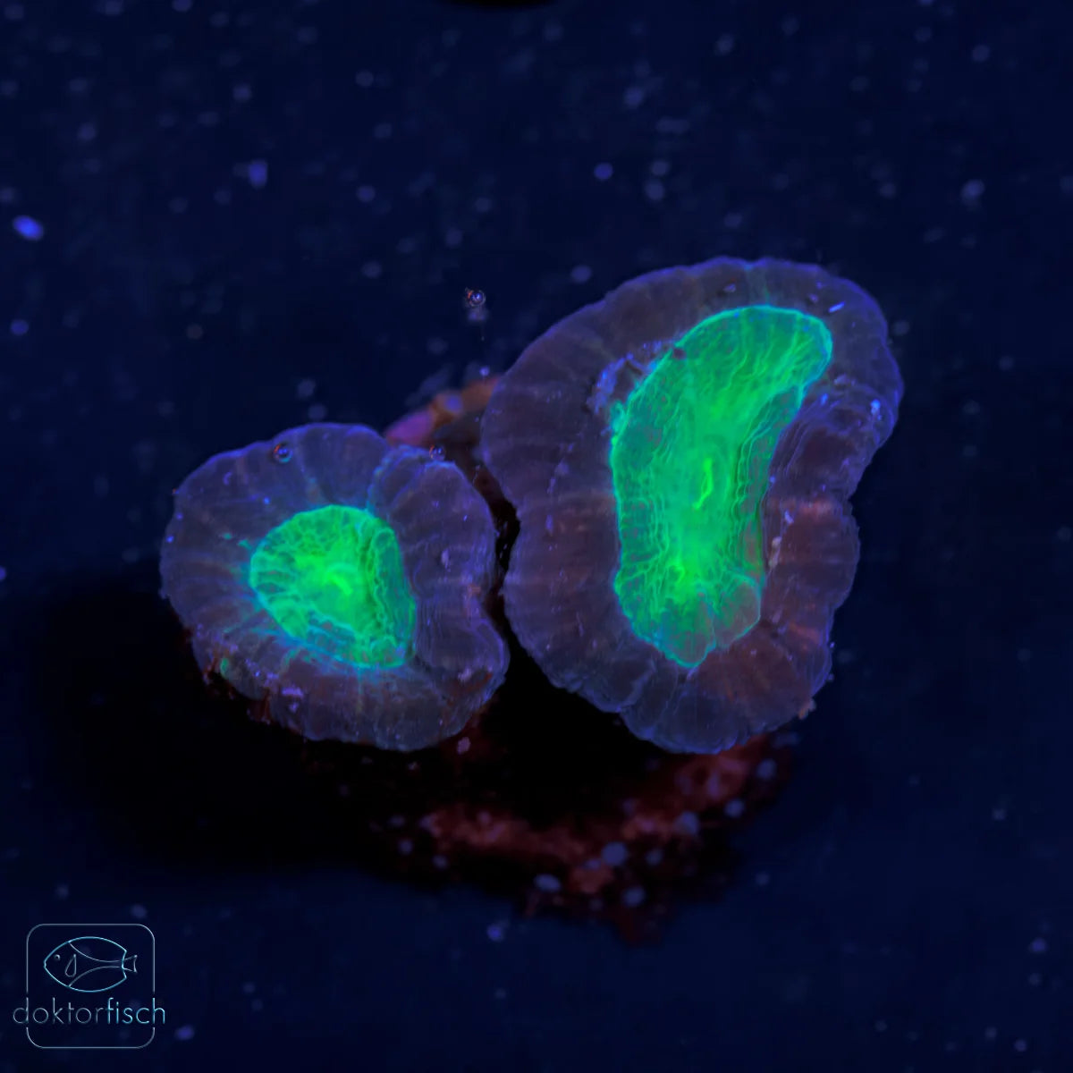 WYSIWYG Caulastrea furcata „Bicolor“