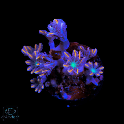 WYSIWYG Clavularia Tricolor Kolonie
