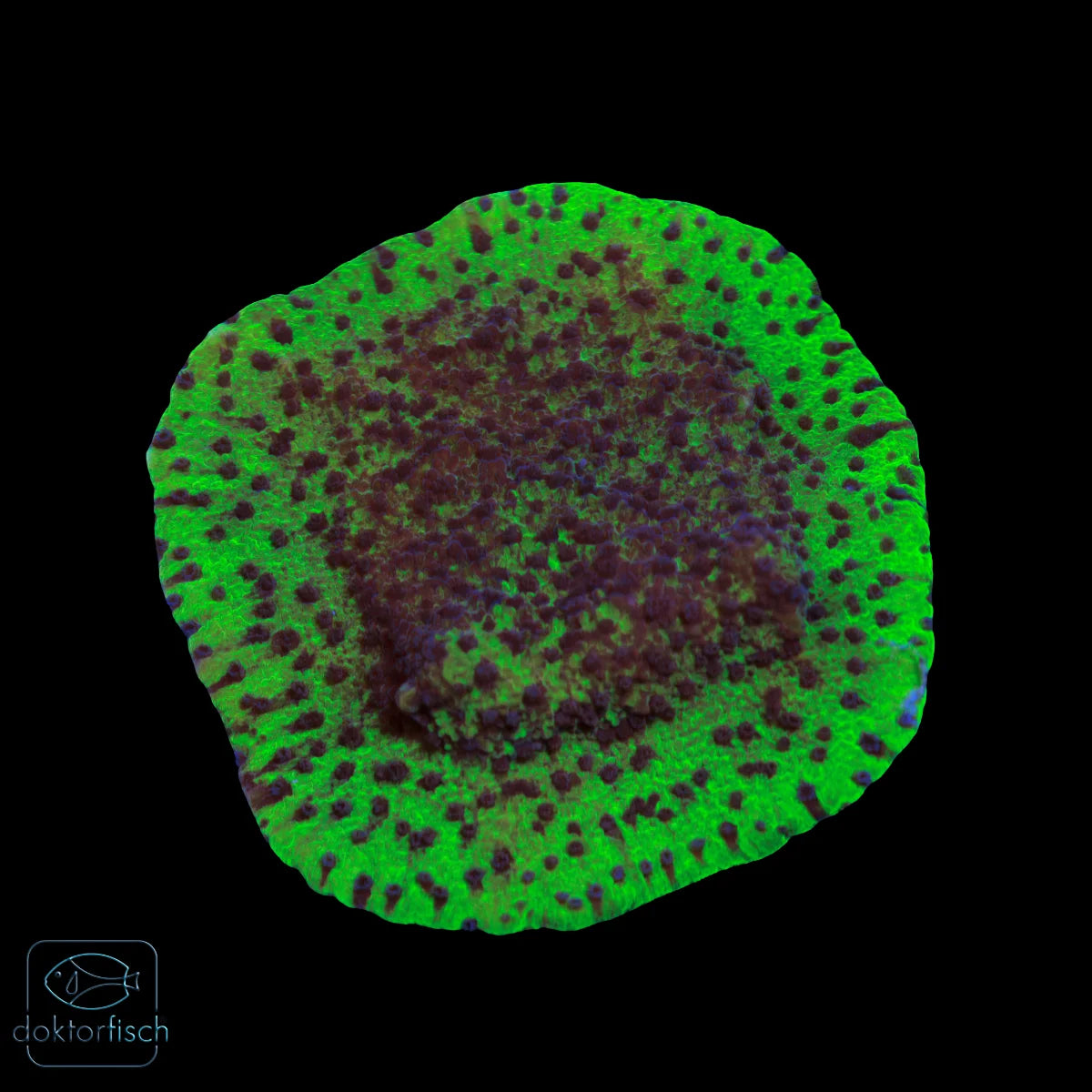 WYSIWYG Montipora „Blueberry Cheesecake“&nbsp;