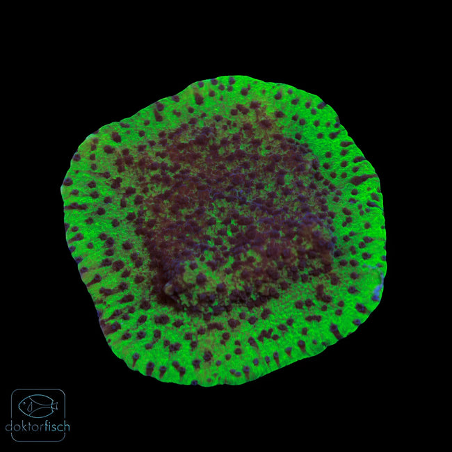 WYSIWYG Montipora „Blueberry Cheesecake“&nbsp;