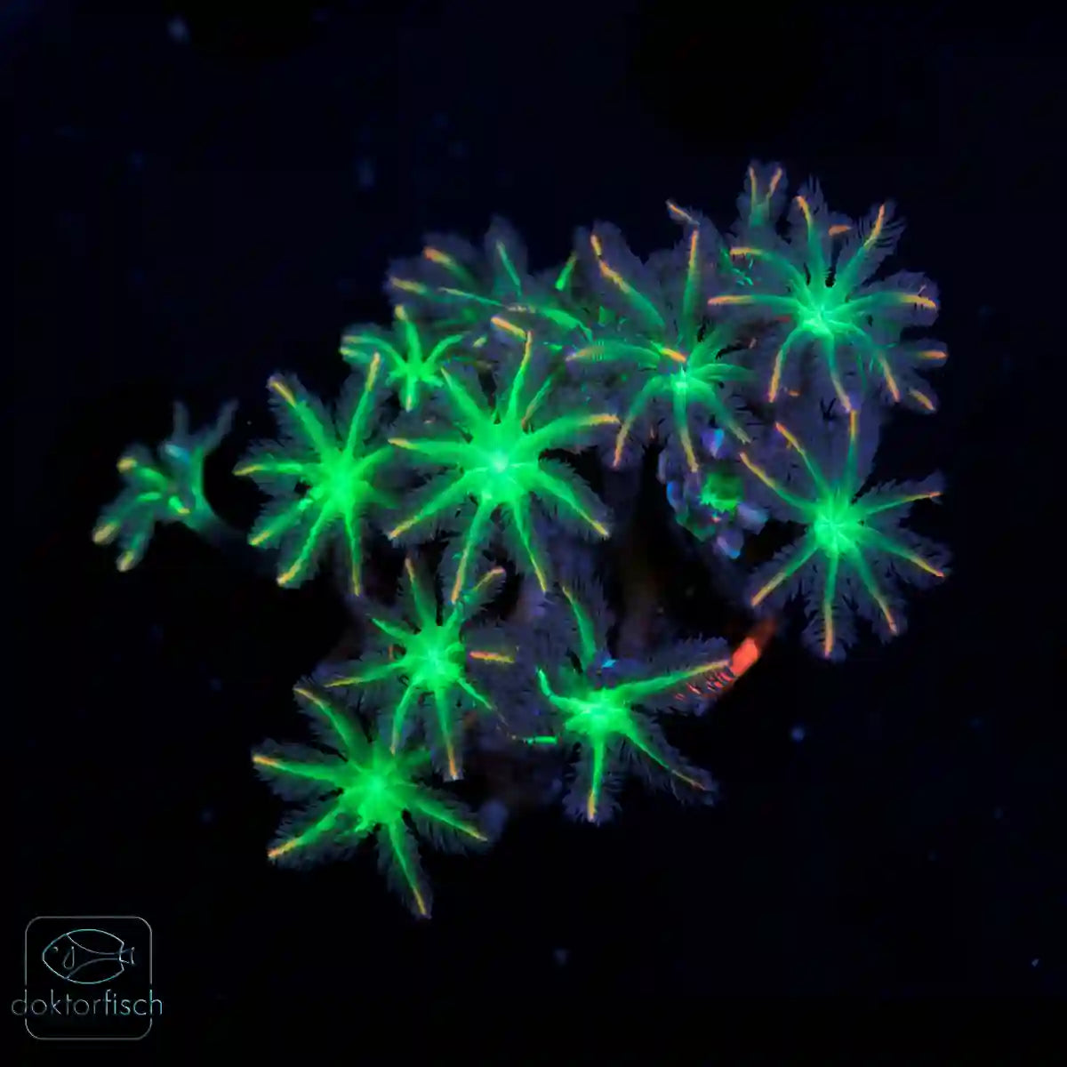 WYSIWYG Clavularia tricolor