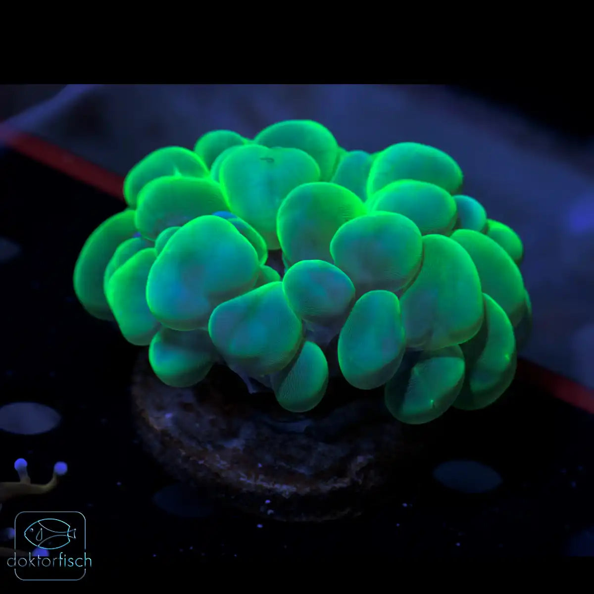 WYSIWYG Plerogyra sinuosa
