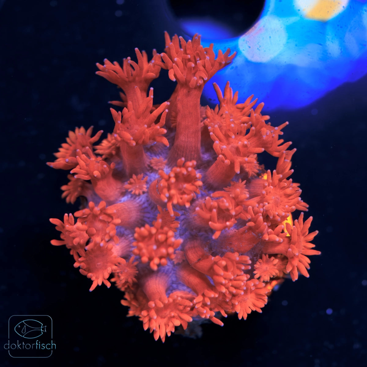 WYSIWYG Goniopora red blue tips