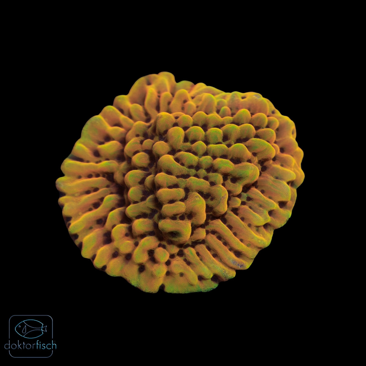WYSIWYG Montipora „Crazy T"