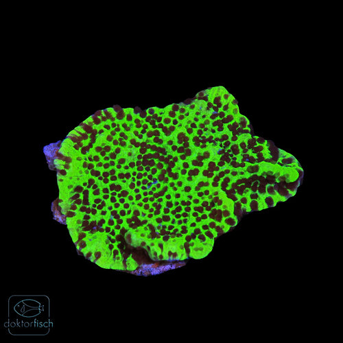 WYSIWYG Montipora „Blueberry Cheesecake“