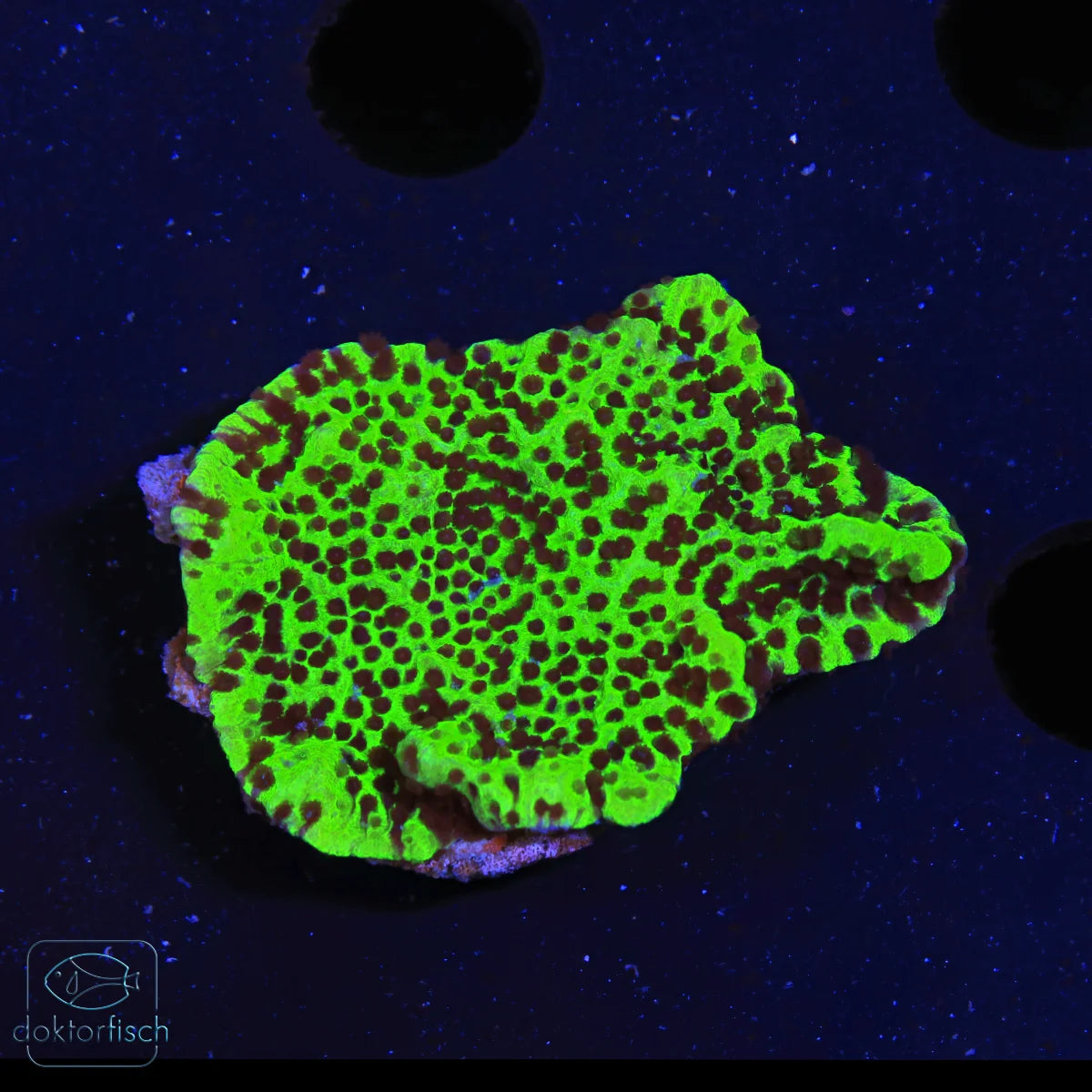 WYSIWYG Montipora „Blueberry Cheesecake“