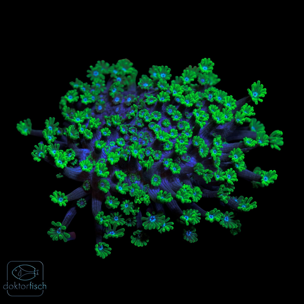 WYSIWYG Alveopora Green „Blue Center"