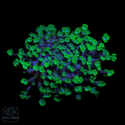 WYSIWYG Alveopora Green „Blue Center"