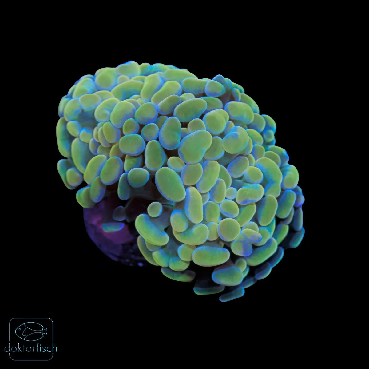WYSIWYG Euphyllia paraancora „Hologram“