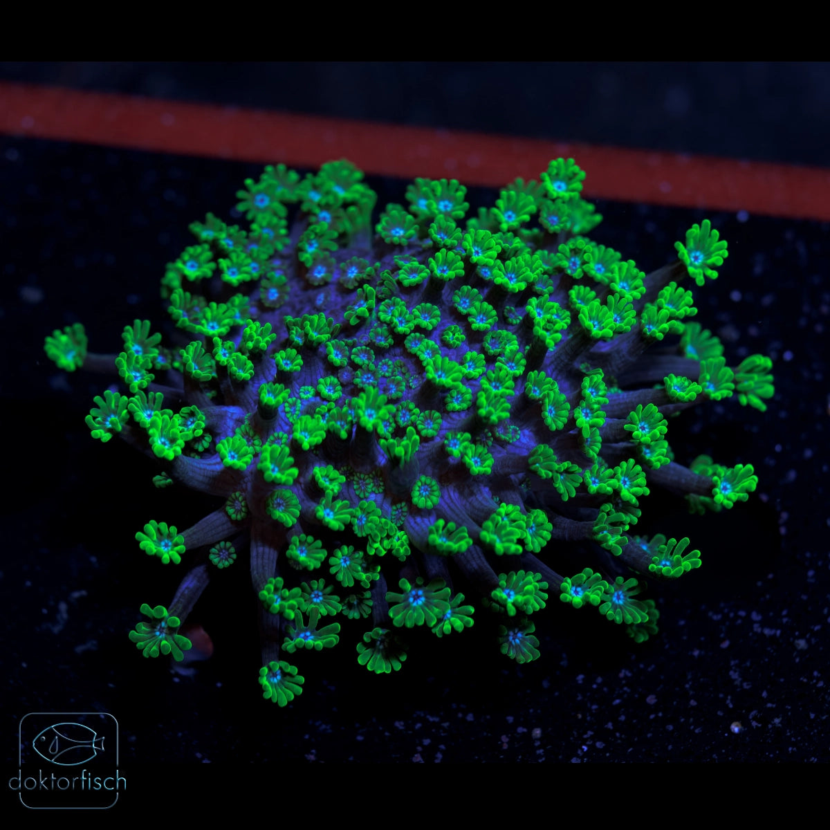 WYSIWYG Alveopora Green „Blue Center"