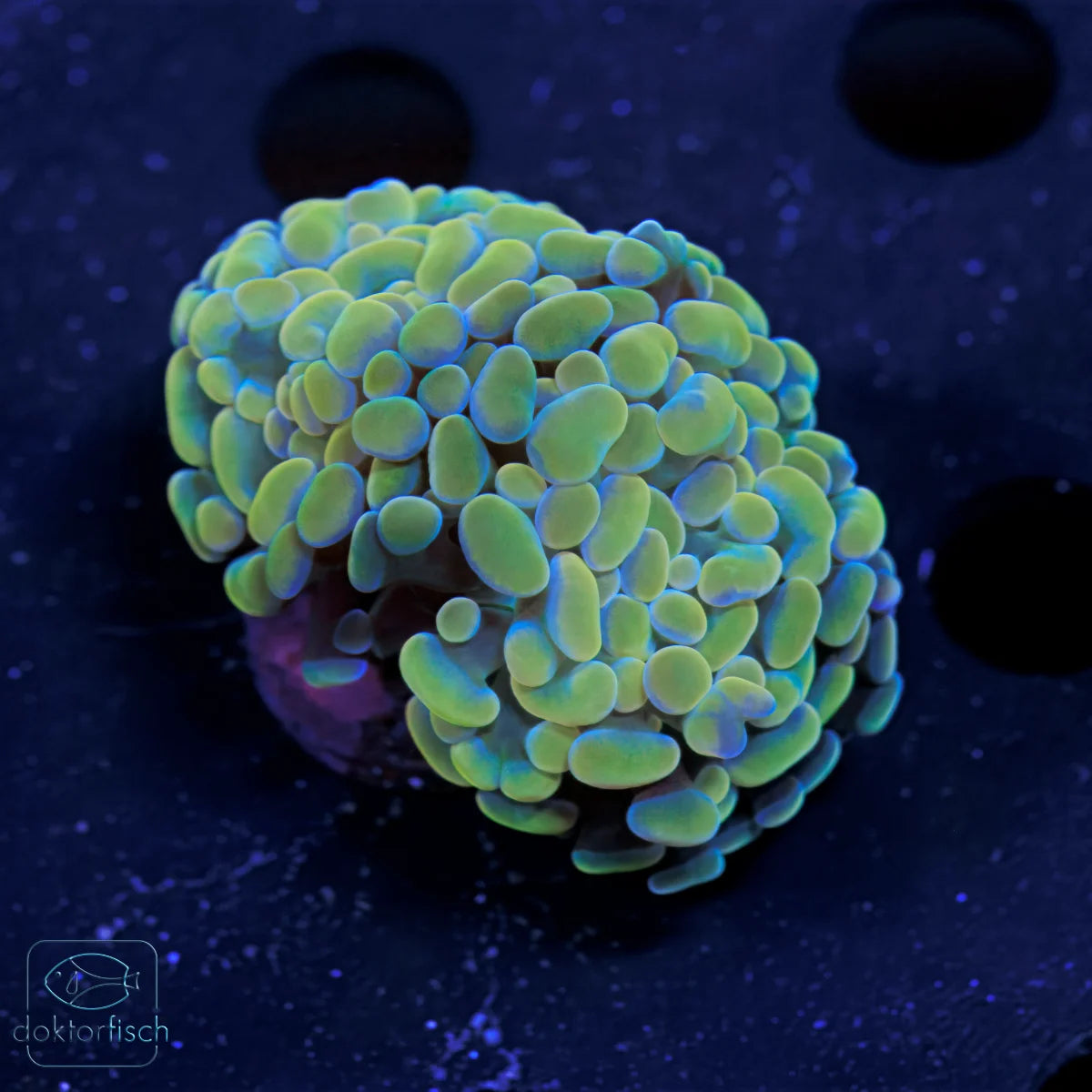 WYSIWYG Euphyllia paraancora „Hologram“