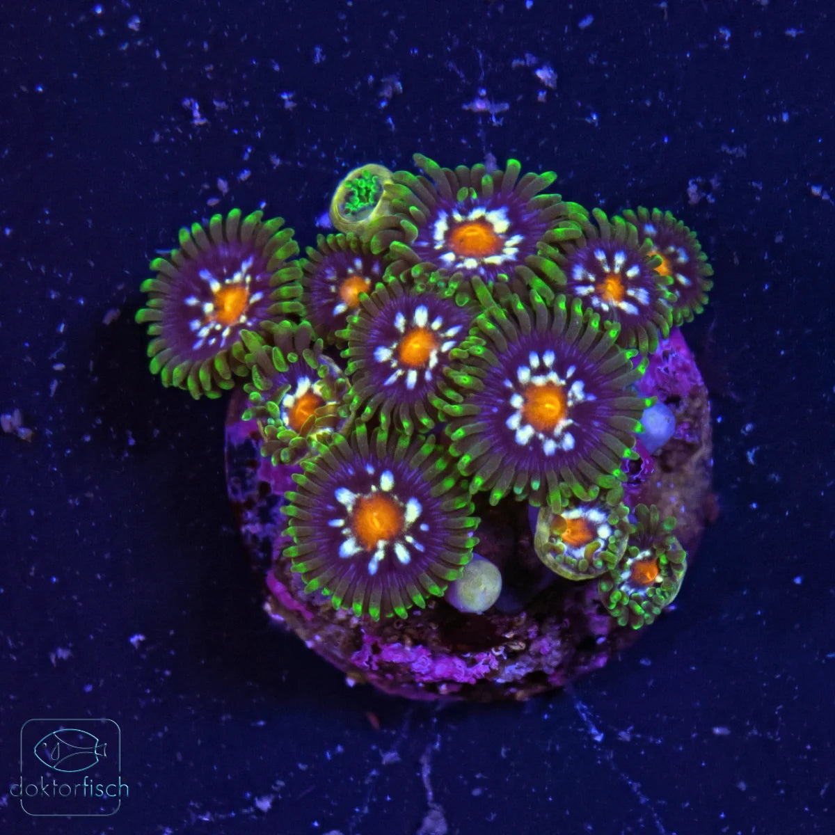 WYSIWYG Zoanthus „Stargazer“