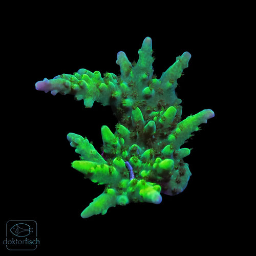 WYSIWYG Acropora batunai