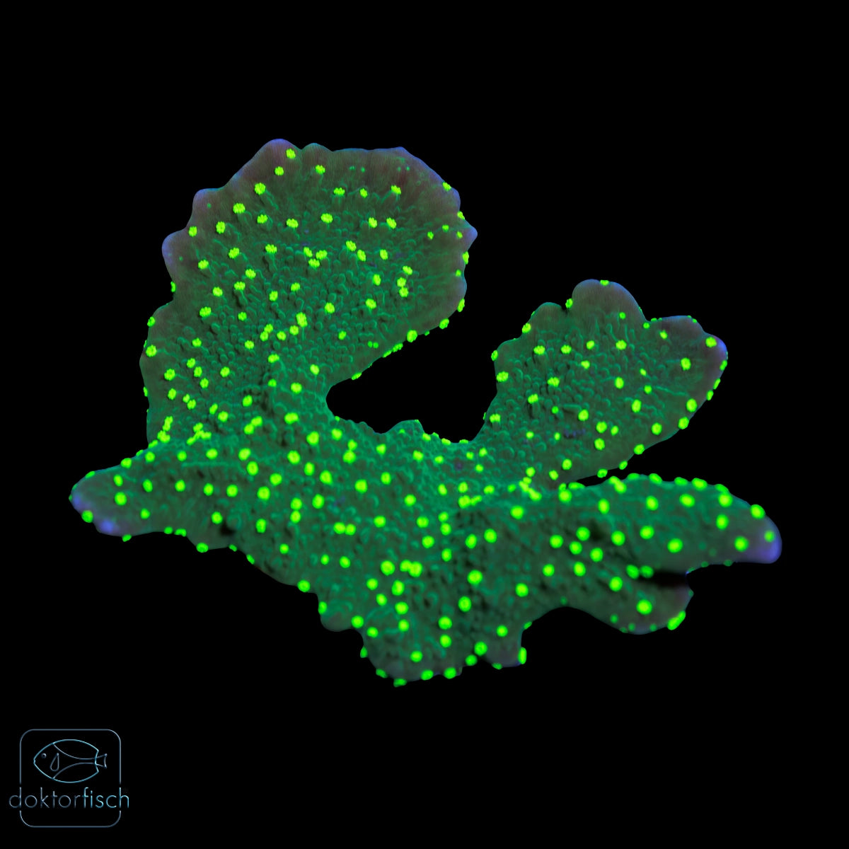 Montipora hirsuta