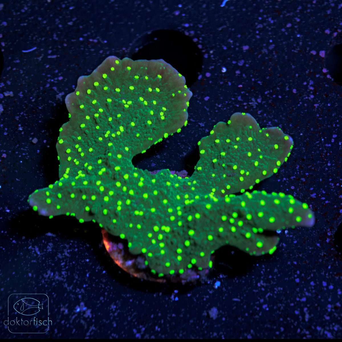 Montipora hirsuta