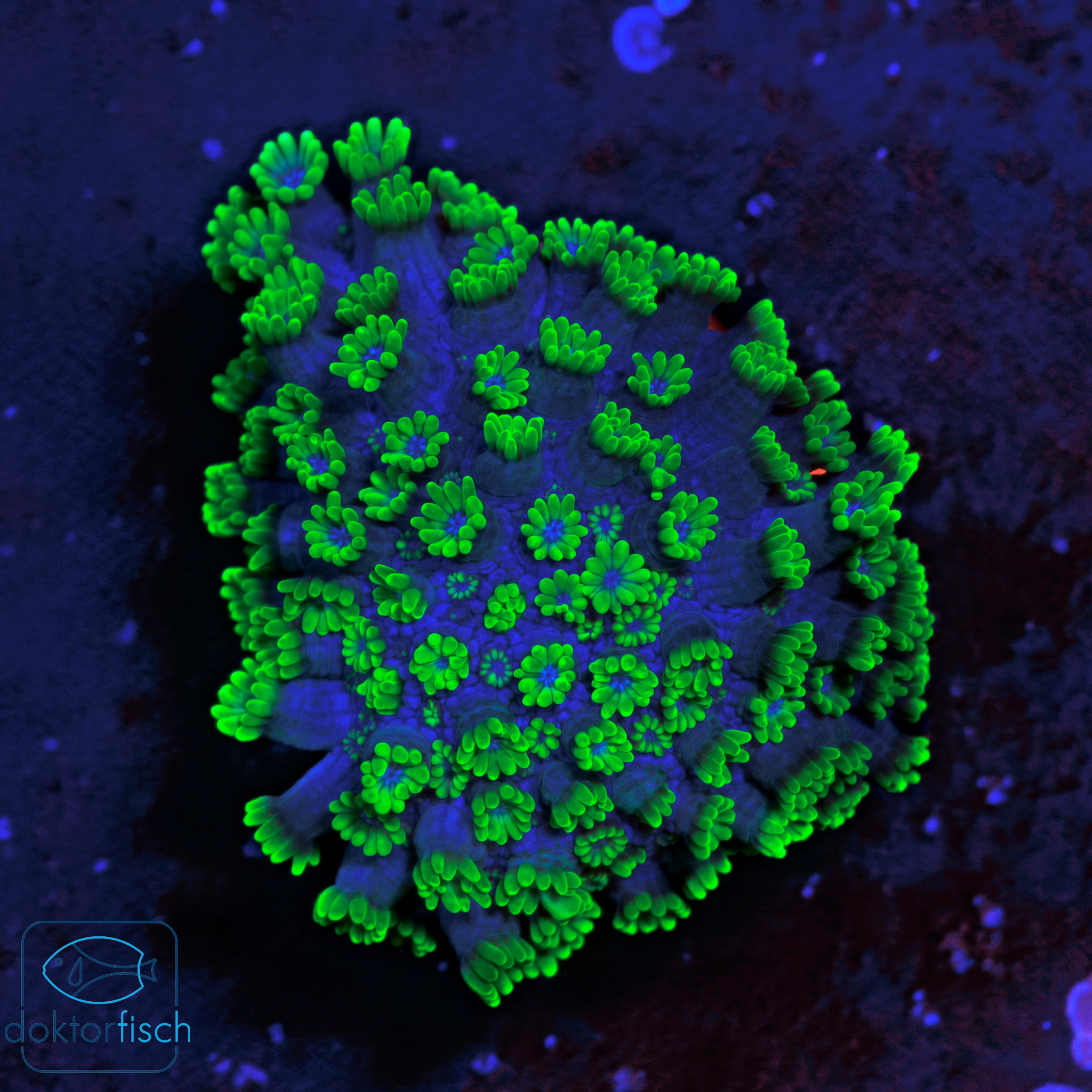 WYSIWYG Alveopora Green Blue mouth