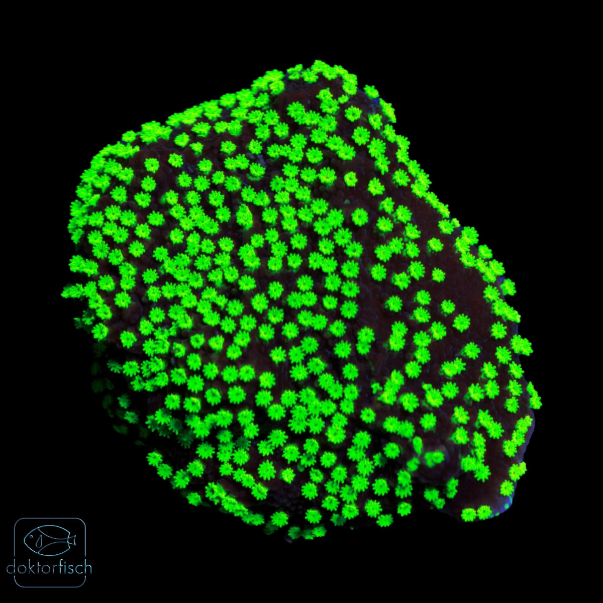 WYSIWYG Montipora „Hofmeisteri“