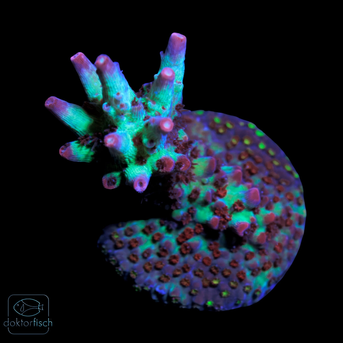 WYSIWYG Acropora microclados „Strawberry Shortcake“